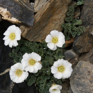 Callianthemum alatavicum